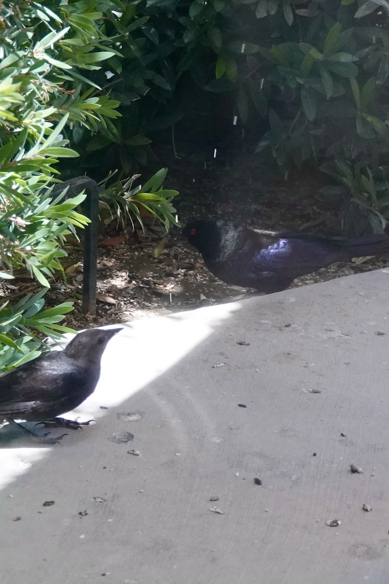 Bronzed Cowbird - ML619950242