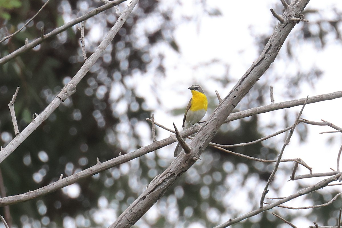 Yellow-breasted Chat - ML619950251