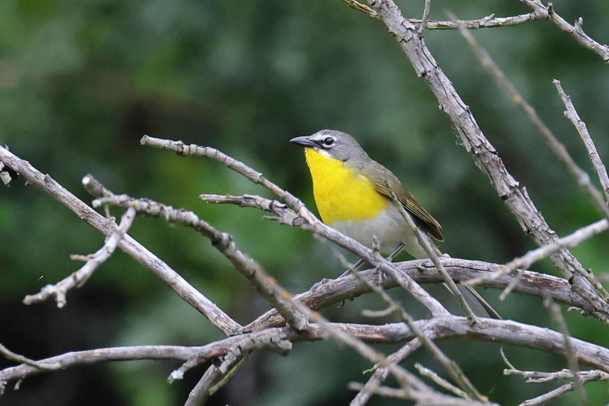 Yellow-breasted Chat - ML619950256