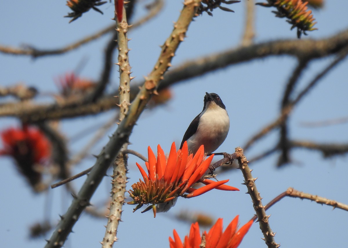 Black-backed Sibia - ML619950257