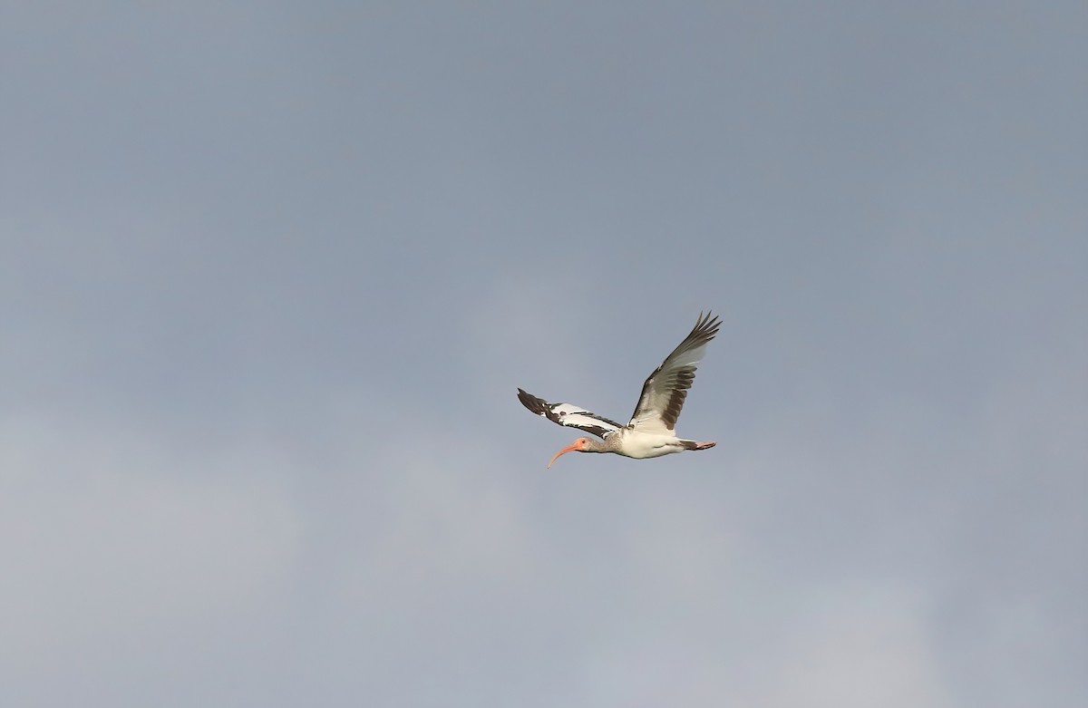 ibis bílý - ML619950259