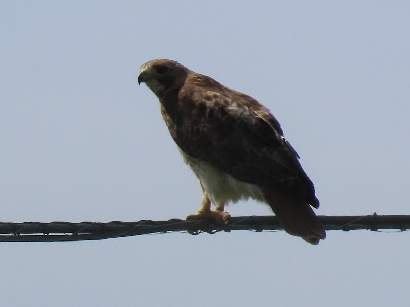 Red-tailed Hawk - ML619950261