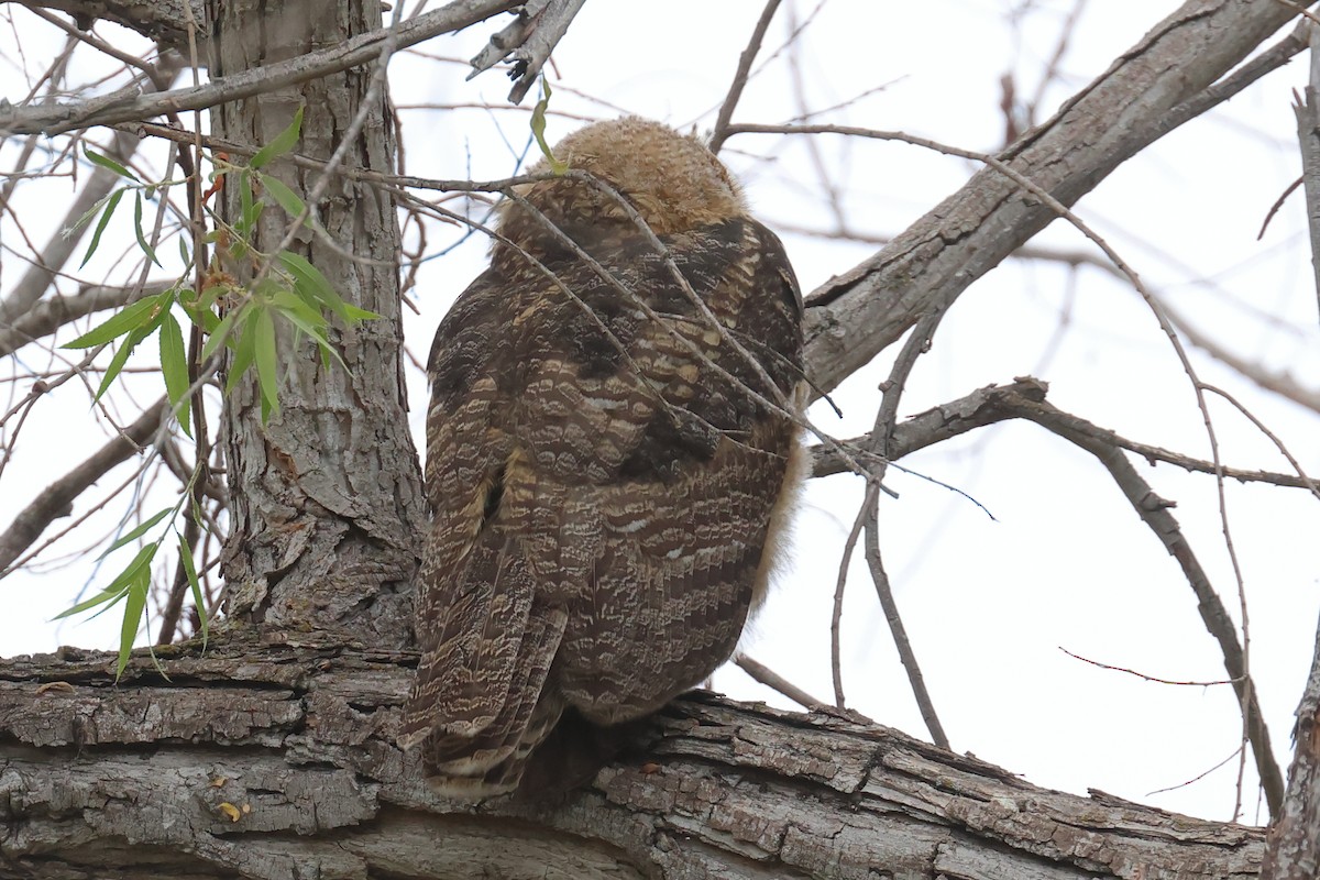 Great Horned Owl - ML619950268