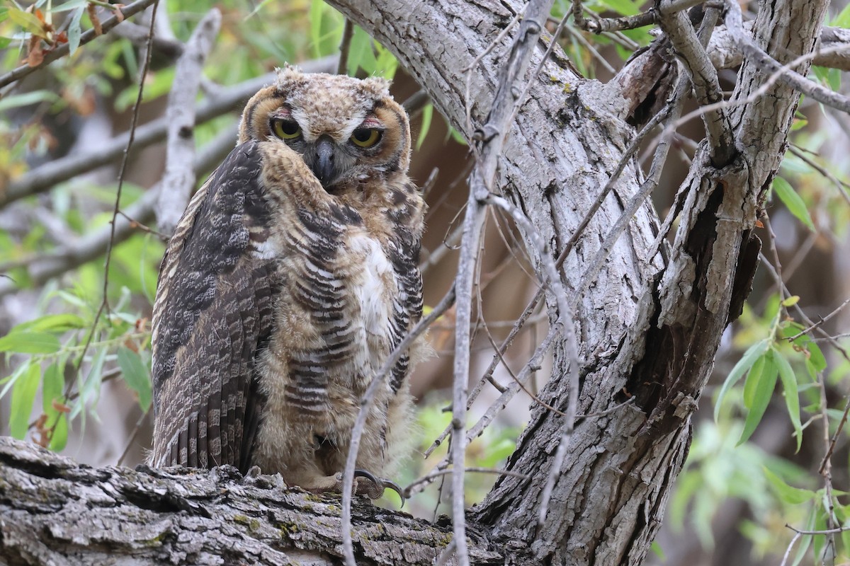Great Horned Owl - ML619950269