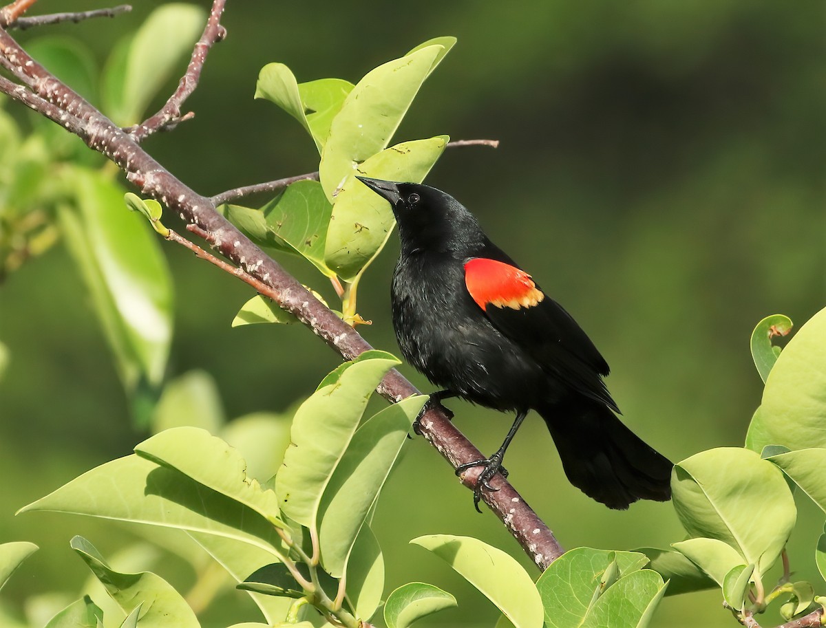 Red-winged Blackbird - ML619950287