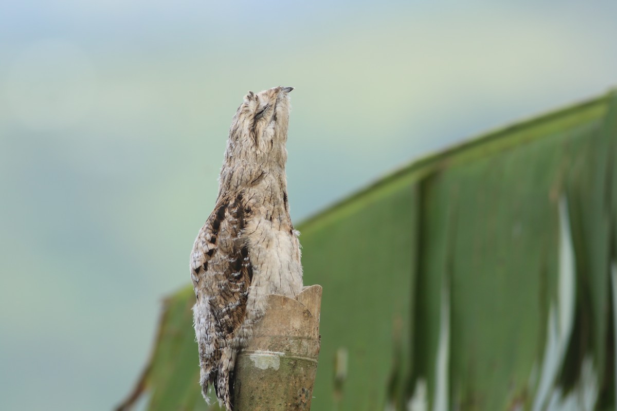 Common Potoo - ML619950288