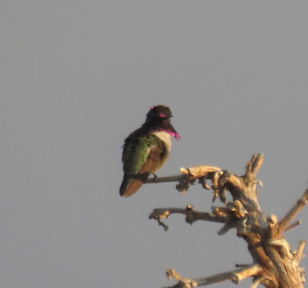 Costa's Hummingbird - ML619950306