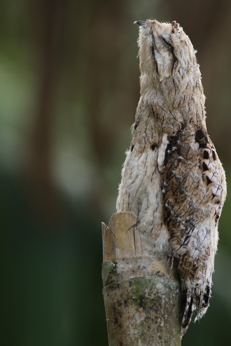 Common Potoo - ML619950317