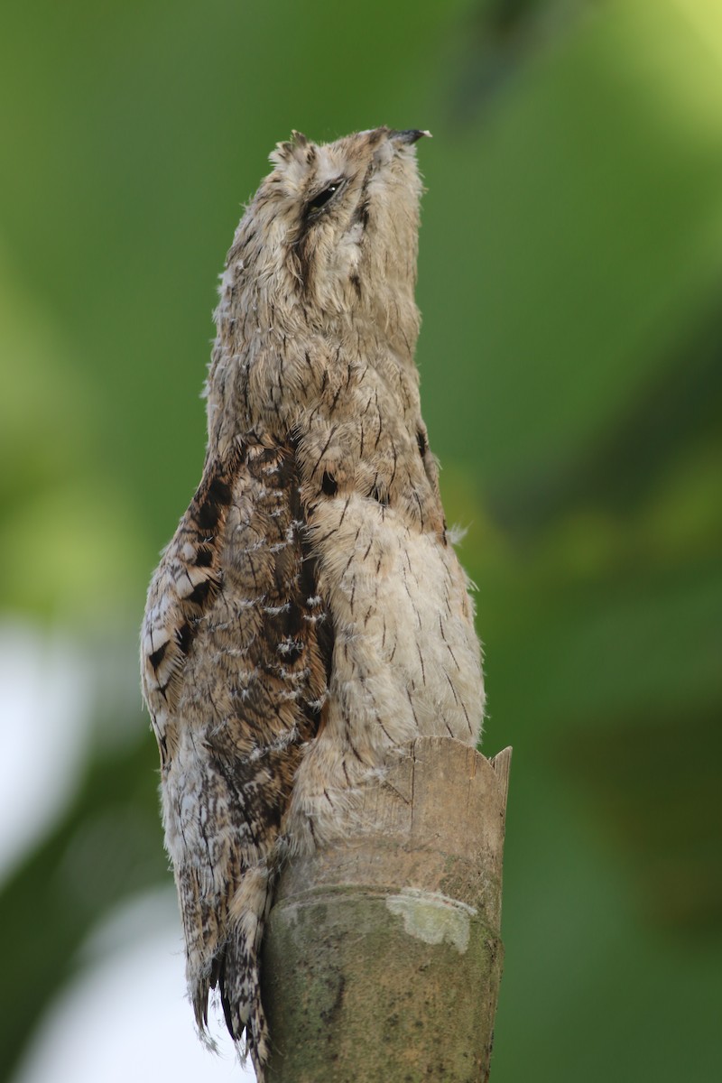 Common Potoo - ML619950318