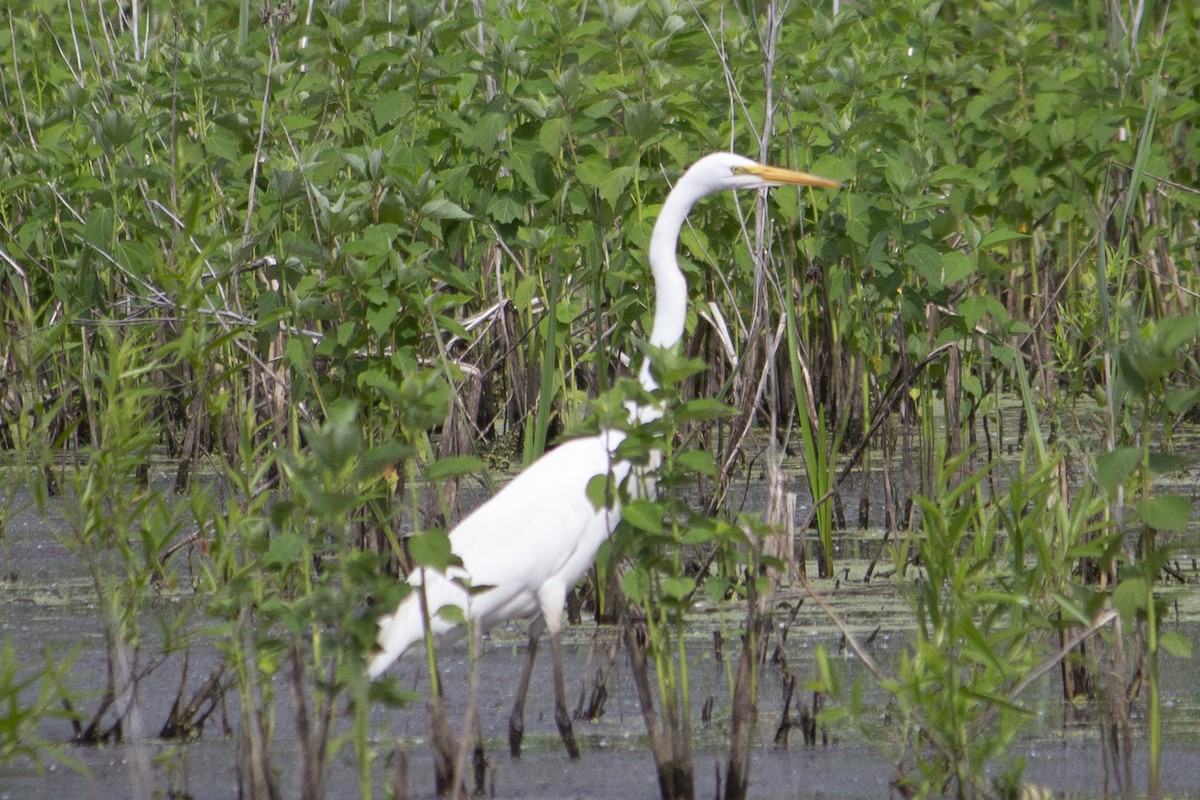 Great Egret - ML619950332