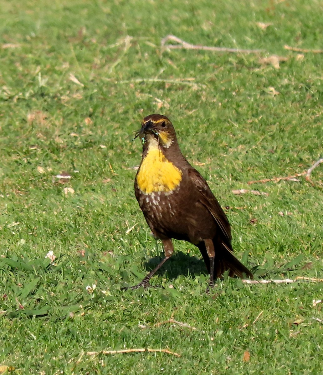 Yellow-headed Blackbird - ML619950337