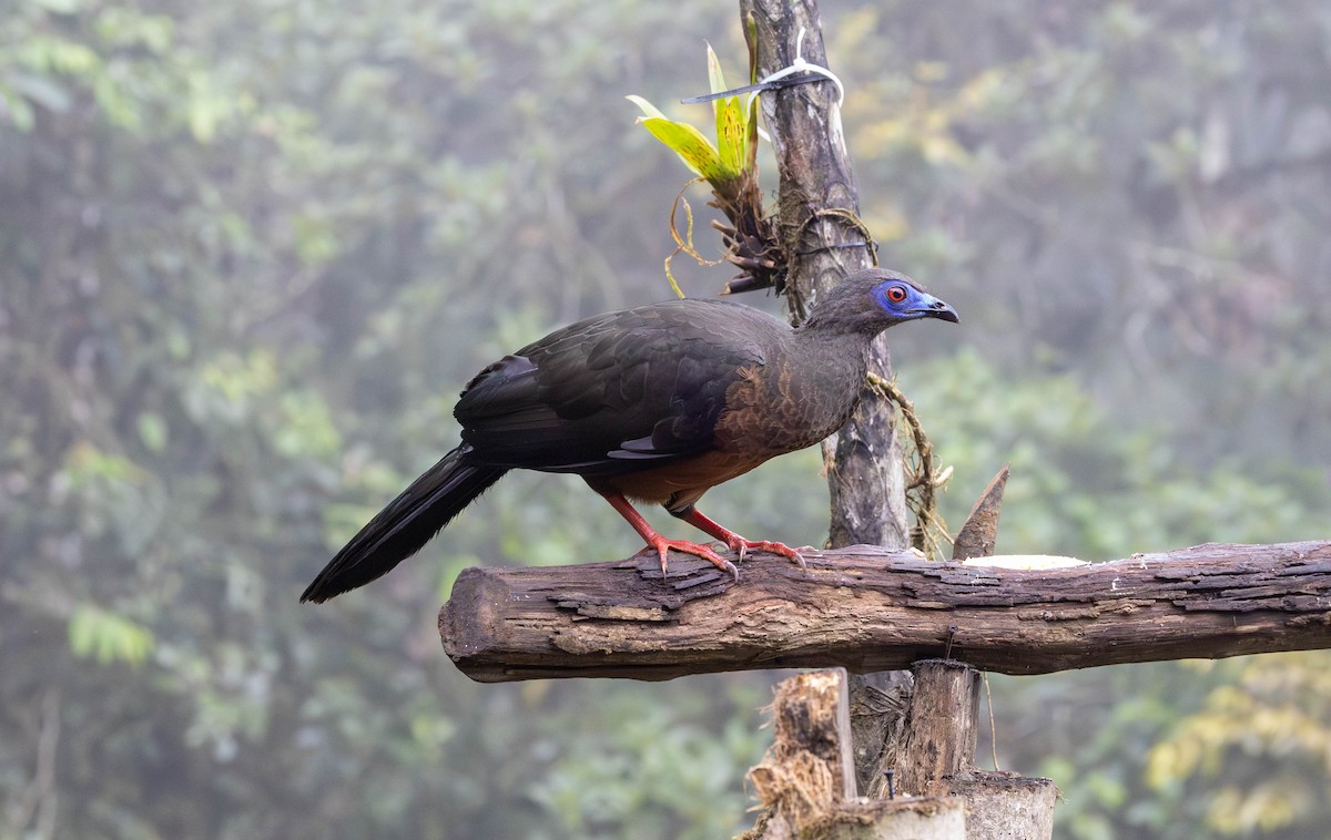 Sickle-winged Guan - ML619950338