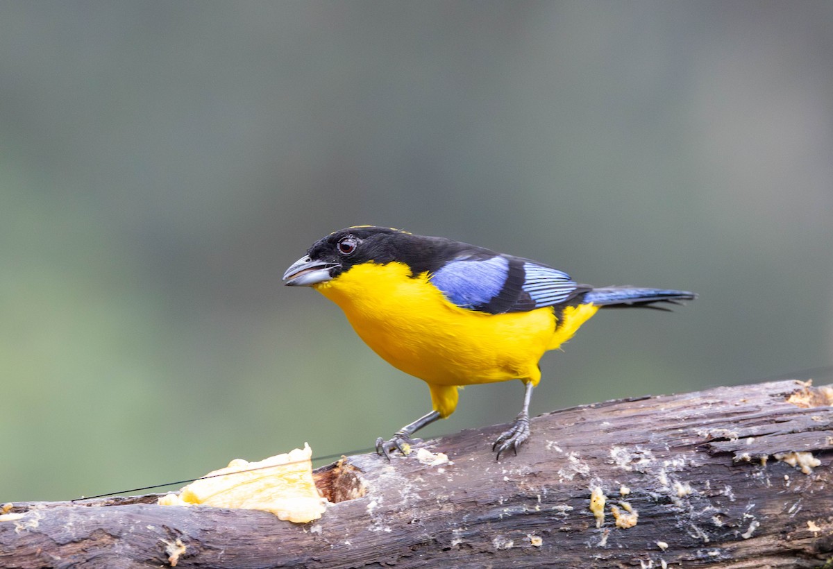 Blue-winged Mountain Tanager - ML619950345