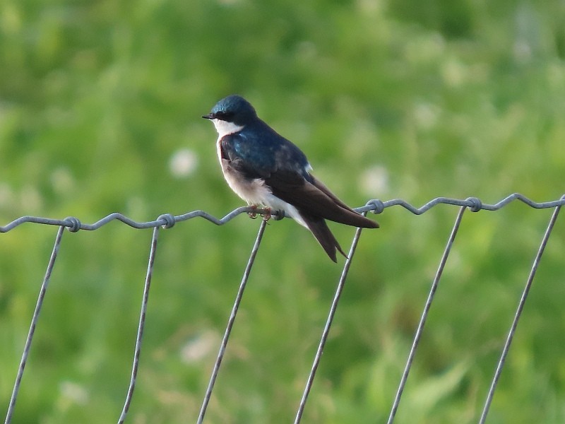 Tree Swallow - ML619950356