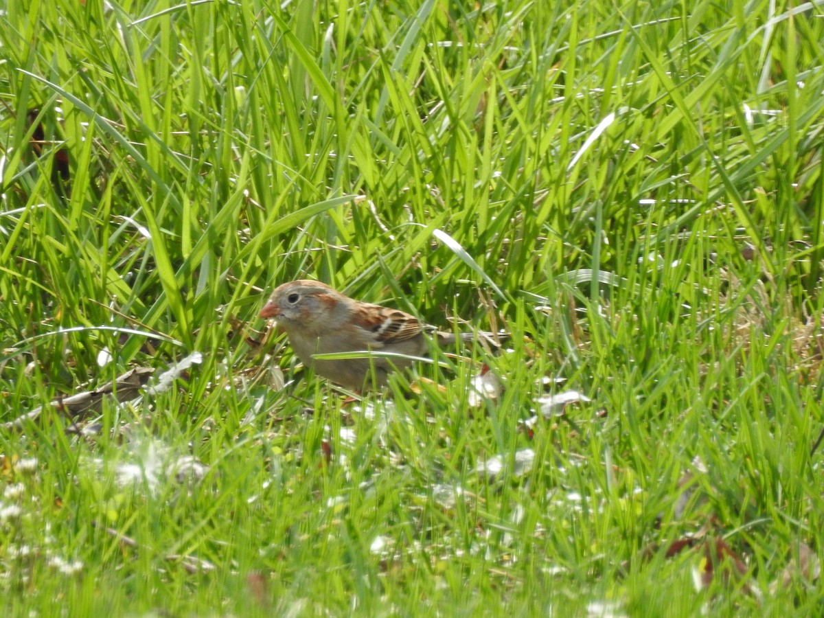 Field Sparrow - ML619950362