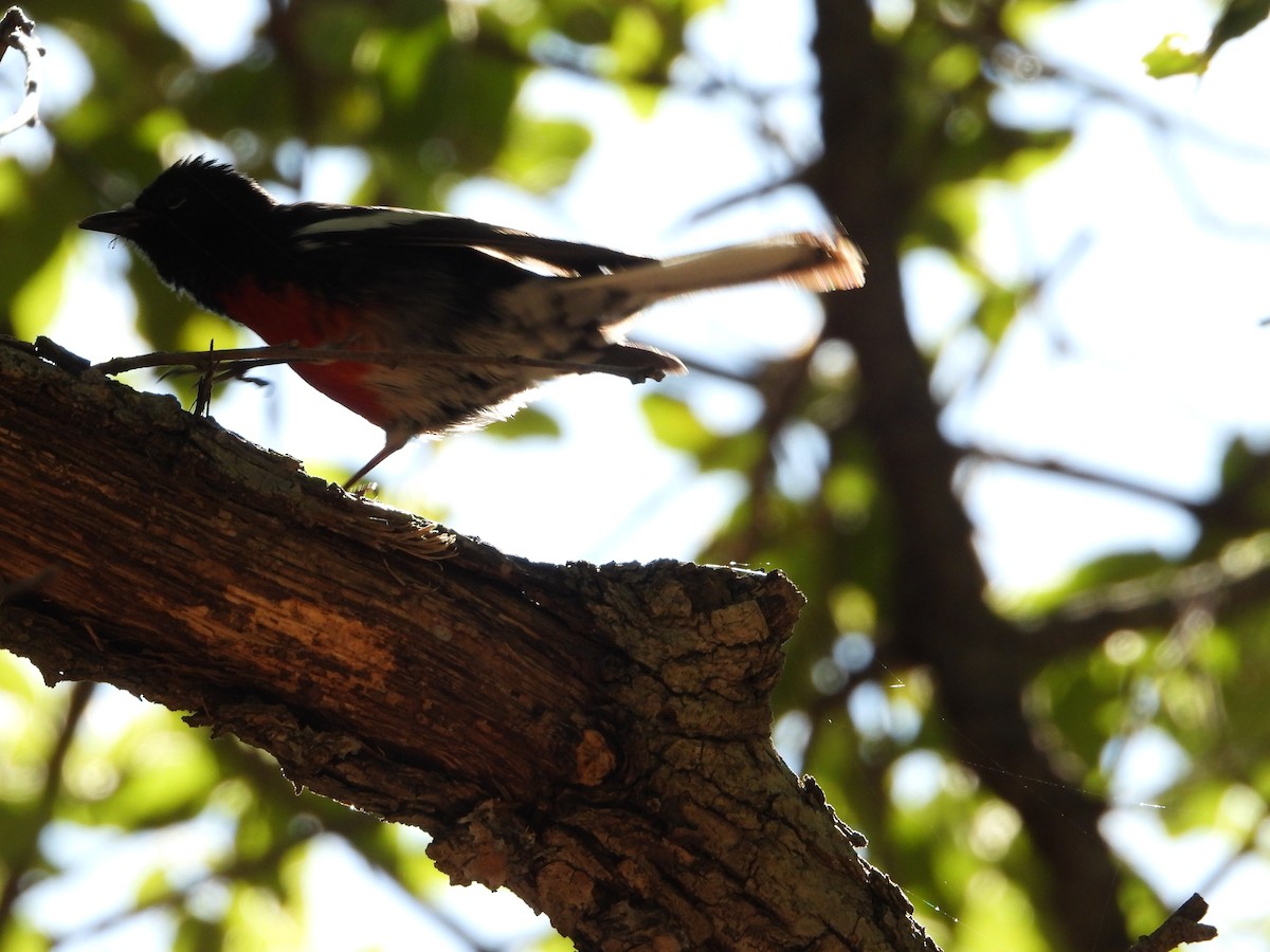 Painted Redstart - ML619950365