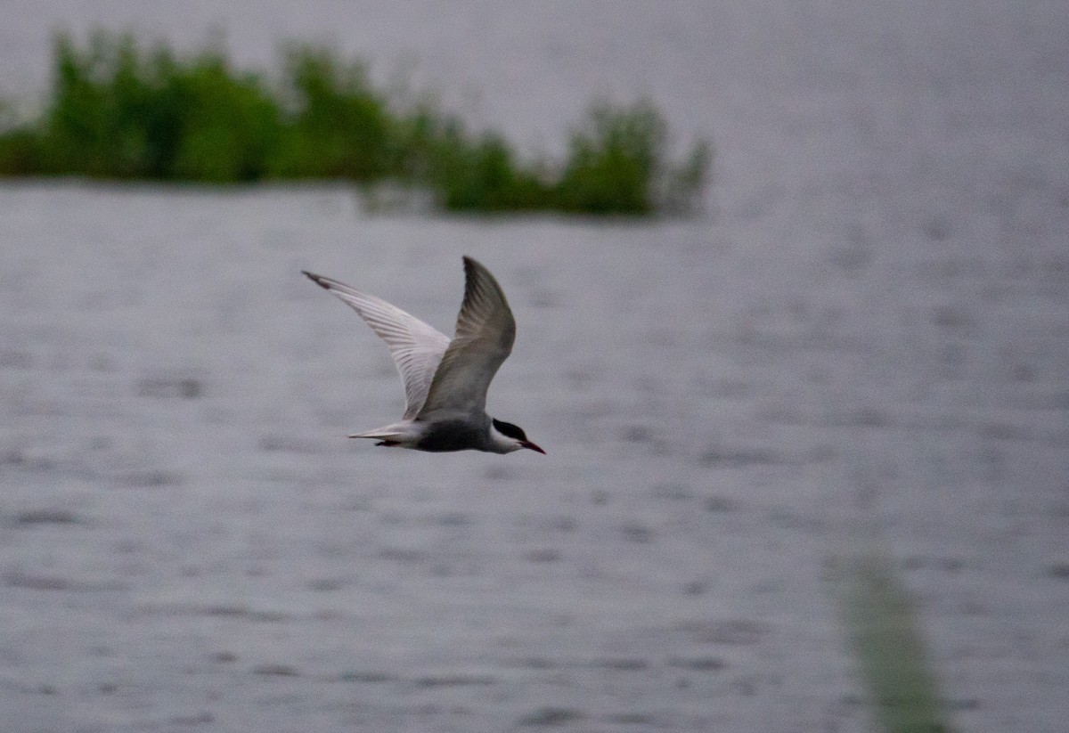 Whiskered Tern - ML619950368