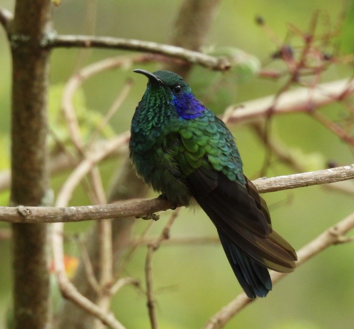 kolibřík modrouchý - ML619950380