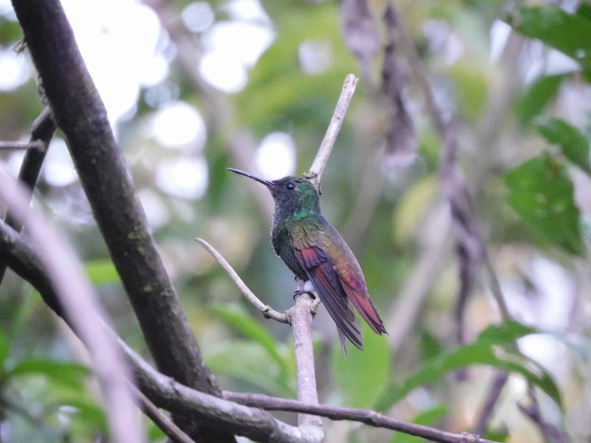 kolibřík středoamerický - ML619950382