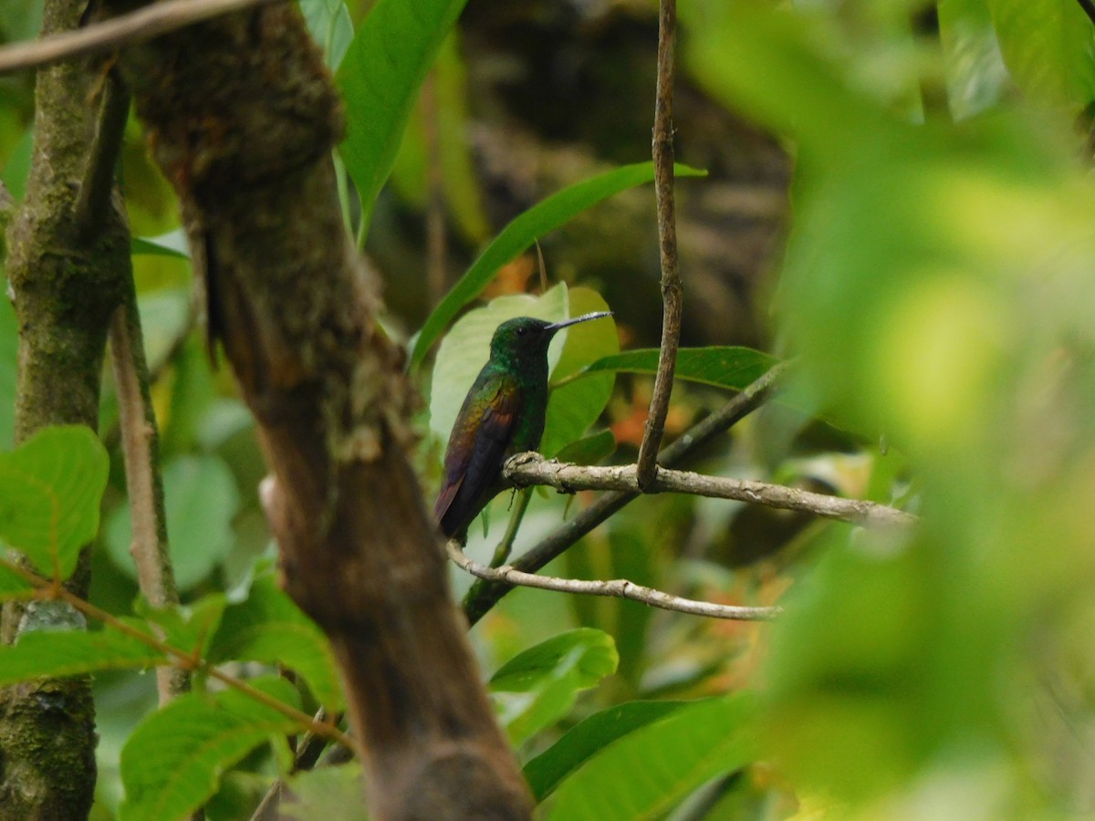 Blue-tailed Hummingbird - ML619950384