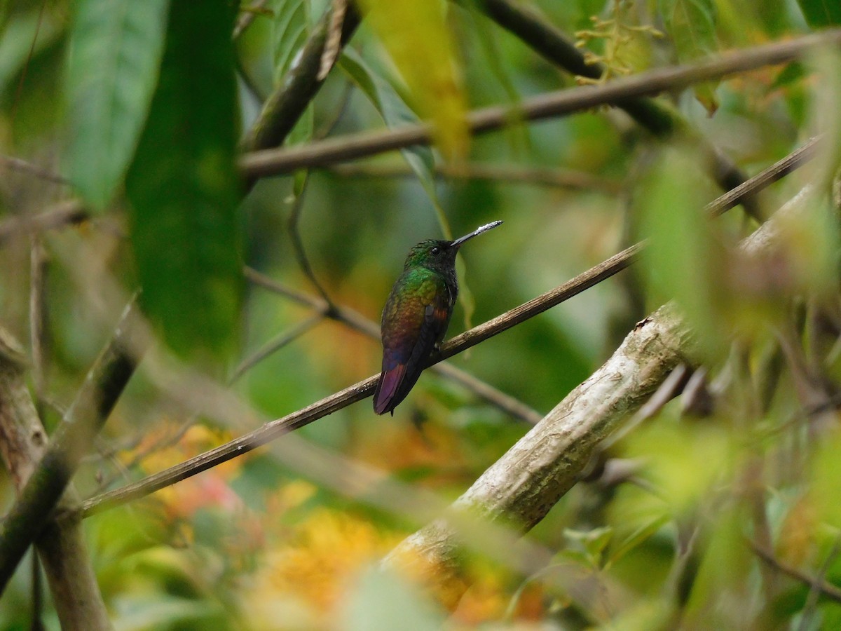 Blue-tailed Hummingbird - ML619950385