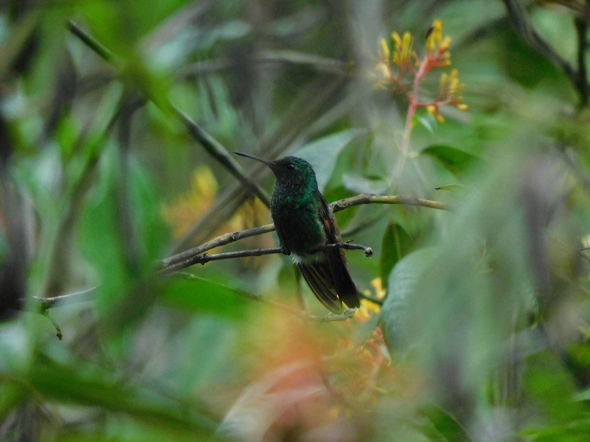 Blue-tailed Hummingbird - ML619950386