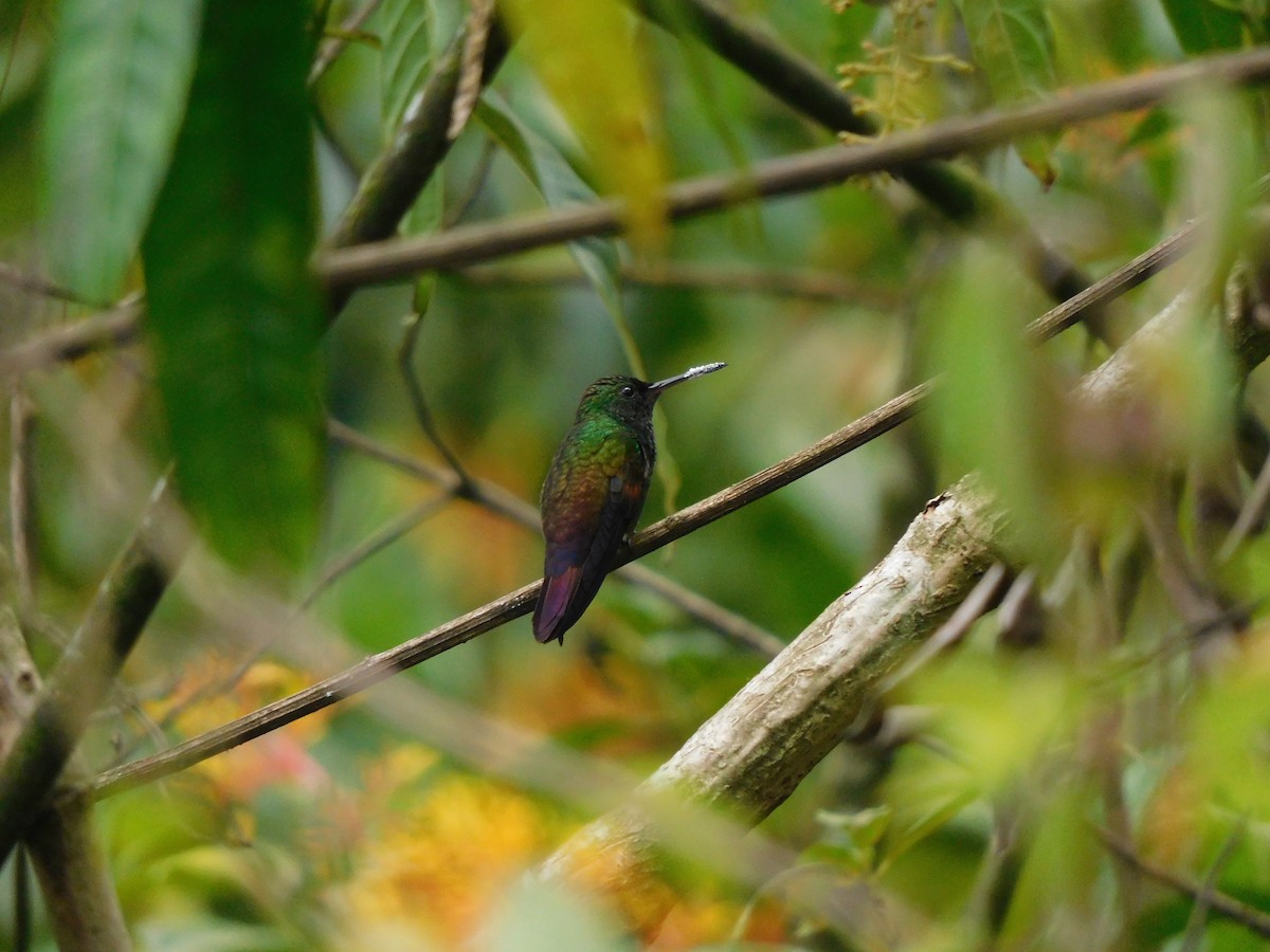 Blue-tailed Hummingbird - ML619950388