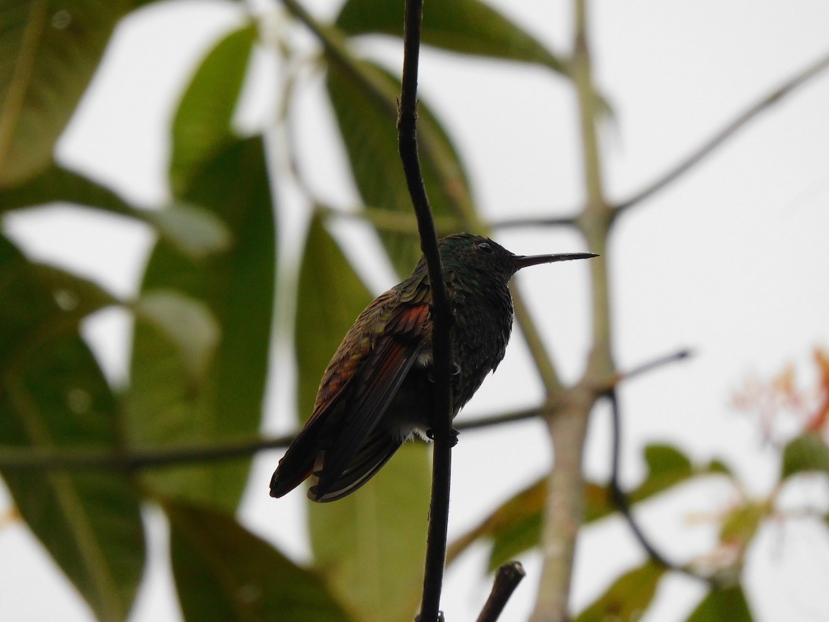 Blue-tailed Hummingbird - ML619950391