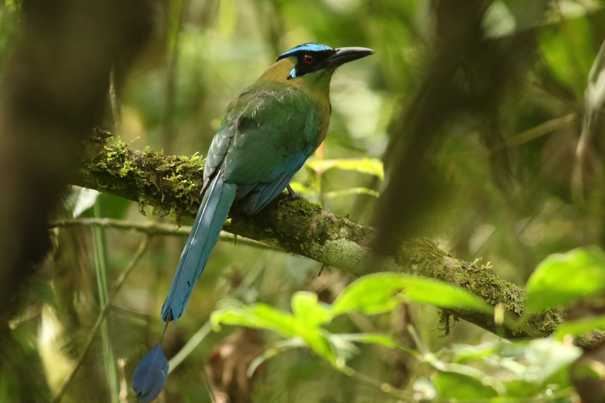 Andean Motmot - ML619950400