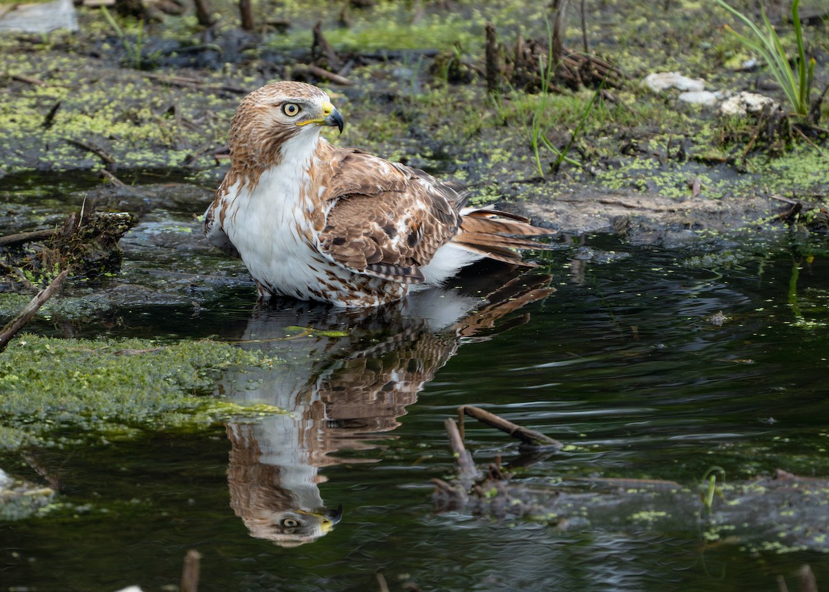 Red-tailed Hawk - ML619950411