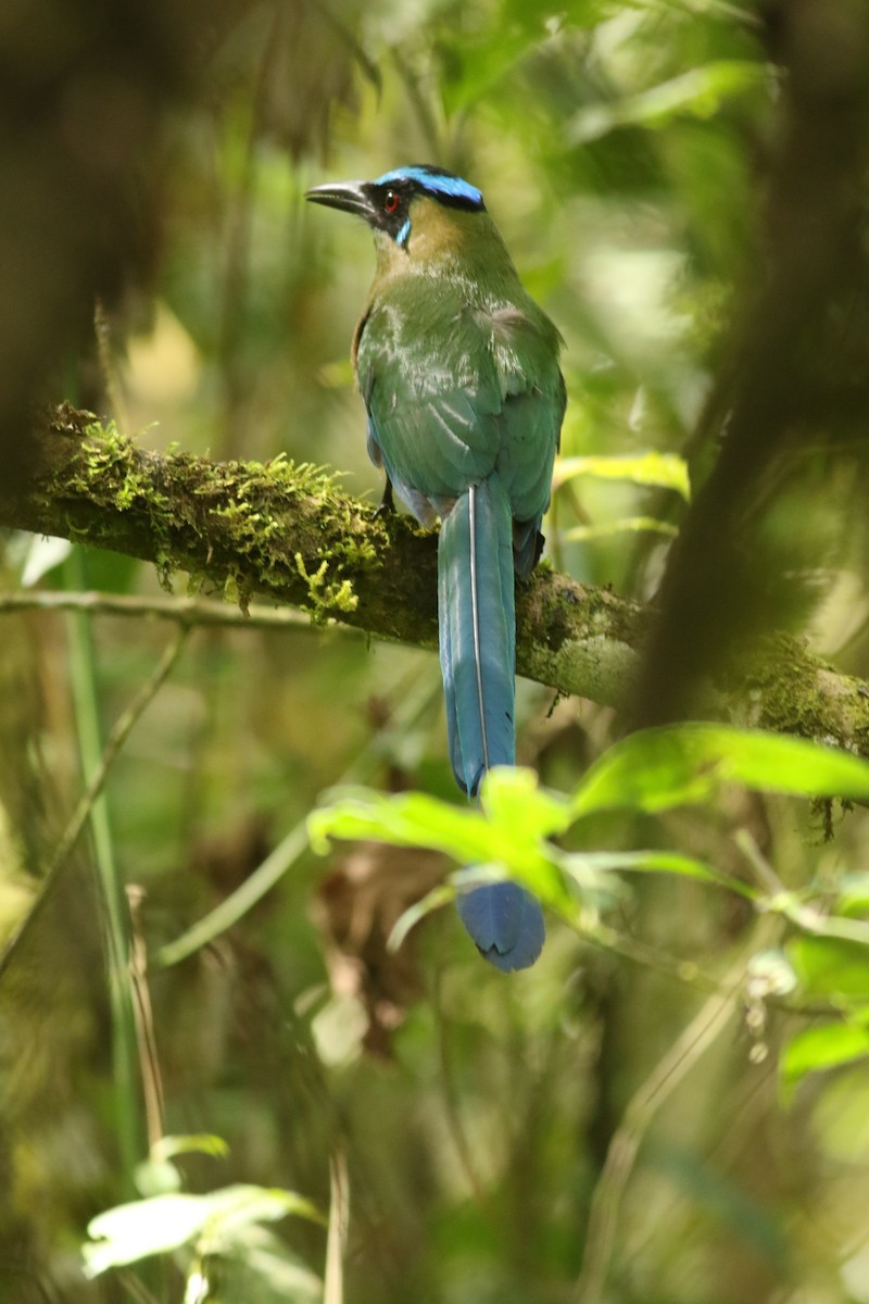 Andean Motmot - ML619950412