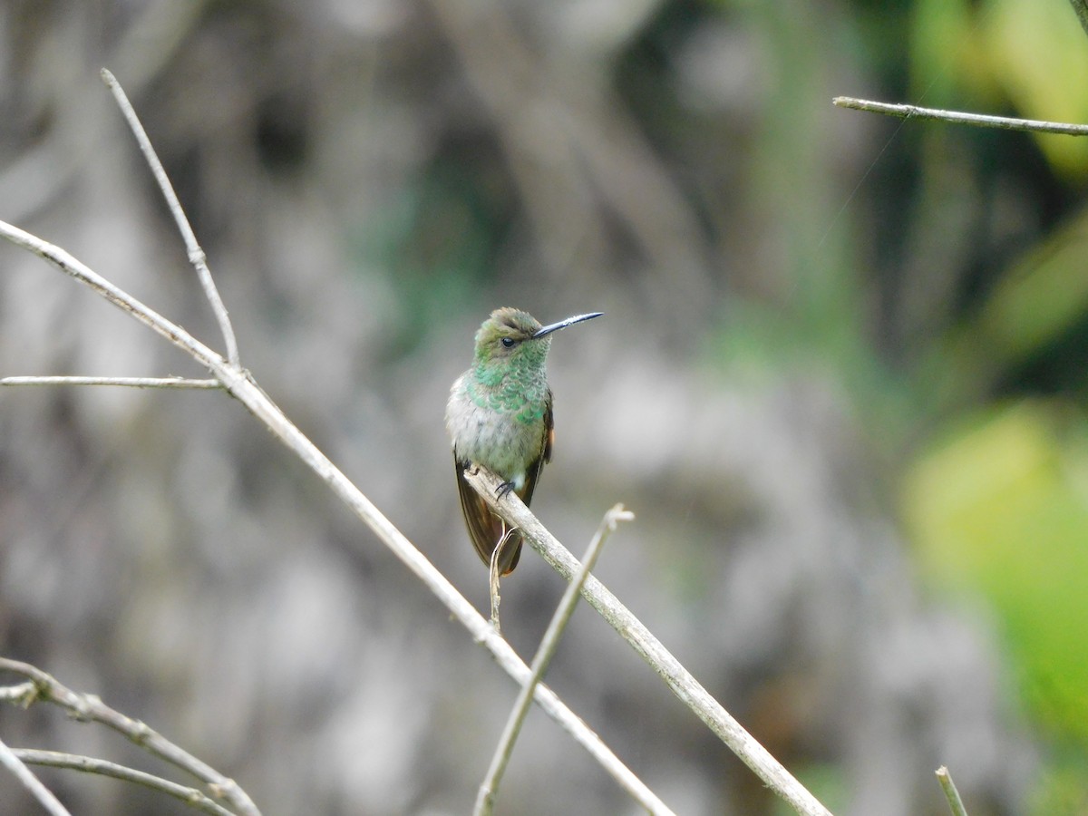 kolibřík mexický - ML619950416