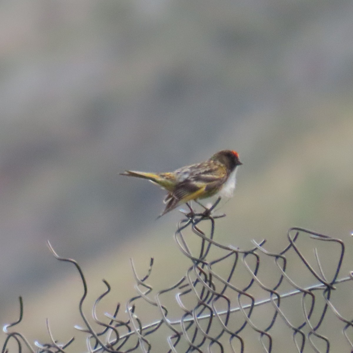 Fire-fronted Serin - ML619950418