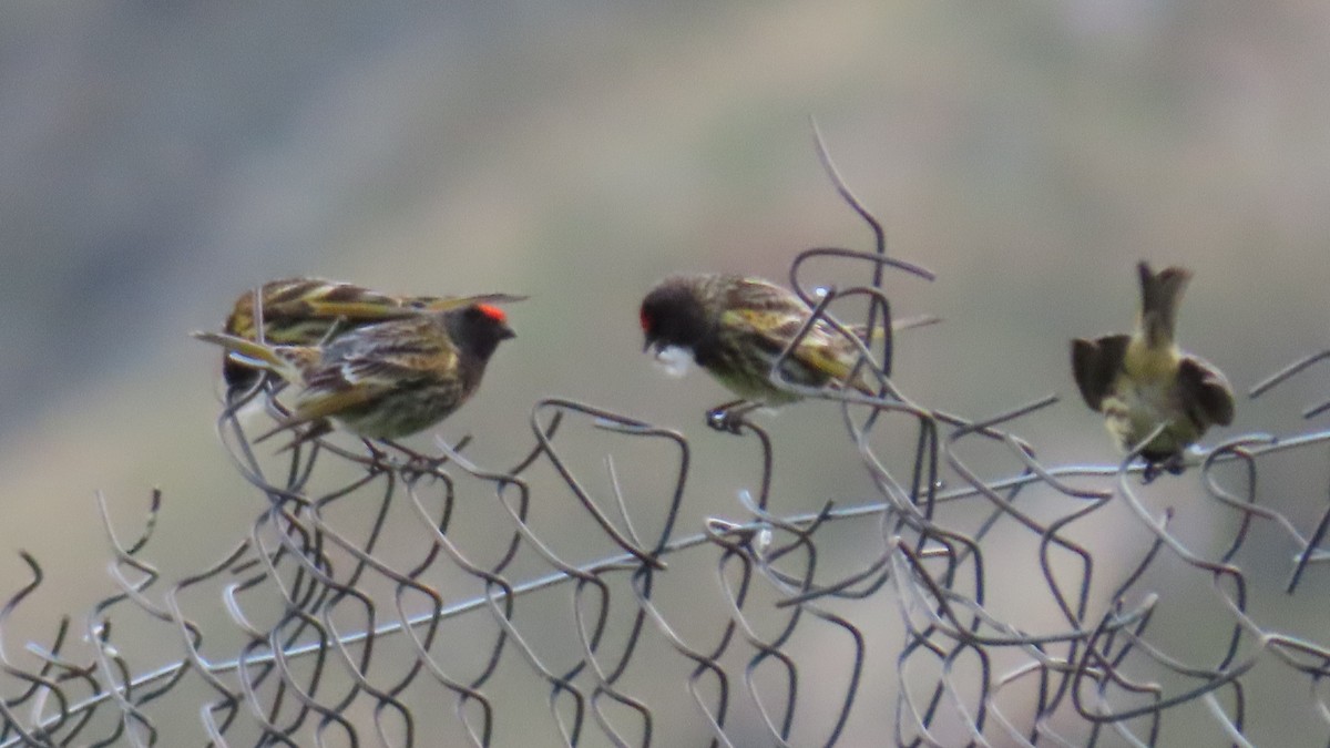 Fire-fronted Serin - ML619950420