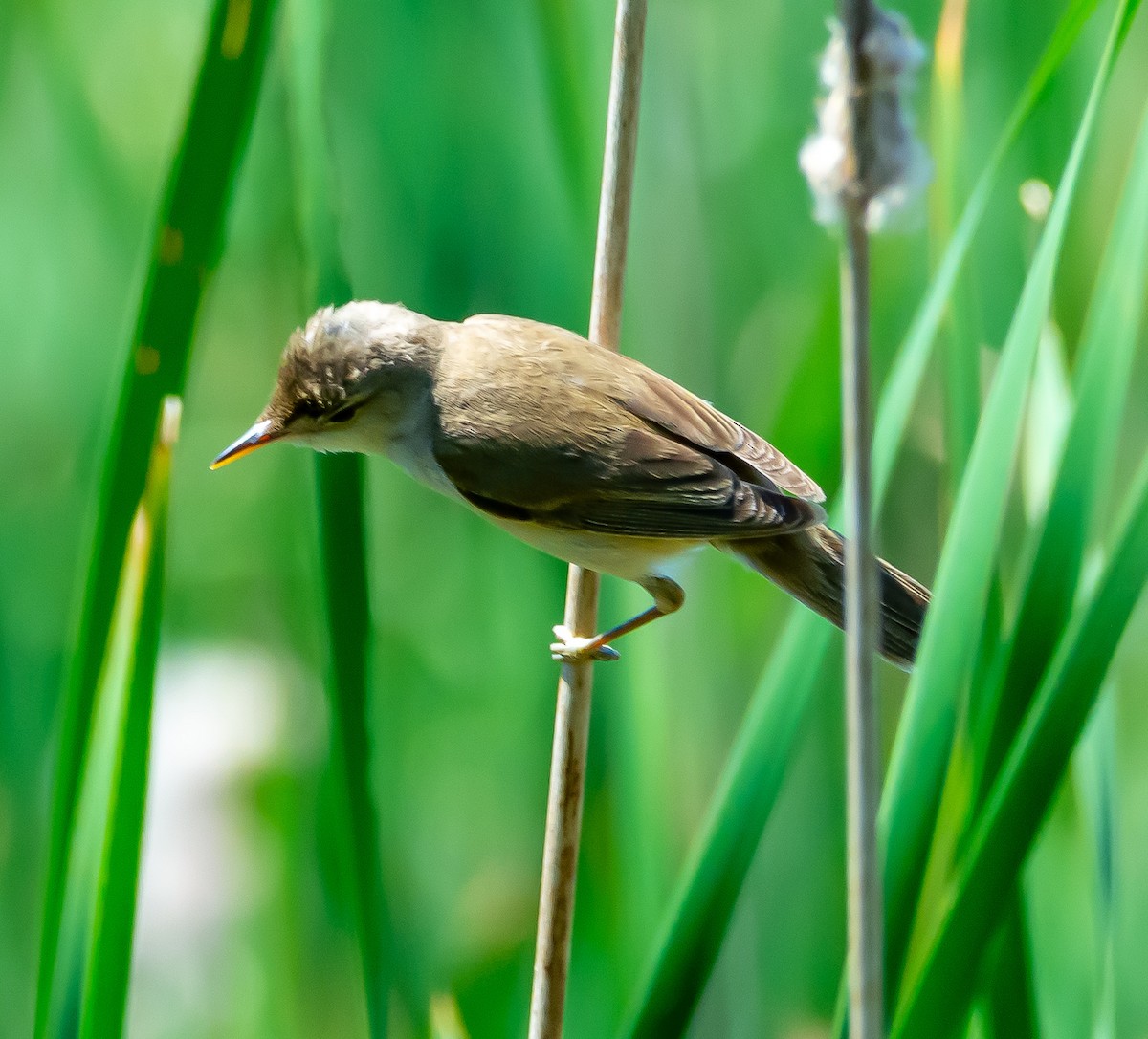 Common Reed Warbler - ML619950426