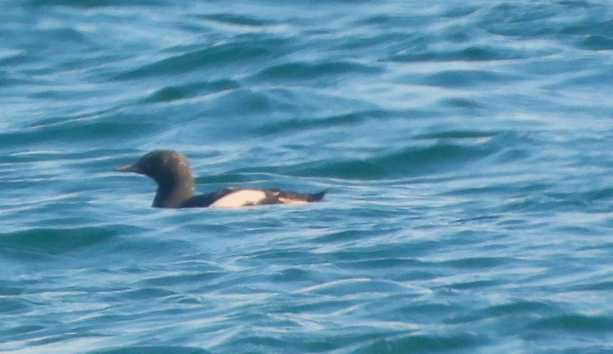 Black Guillemot - ML619950440