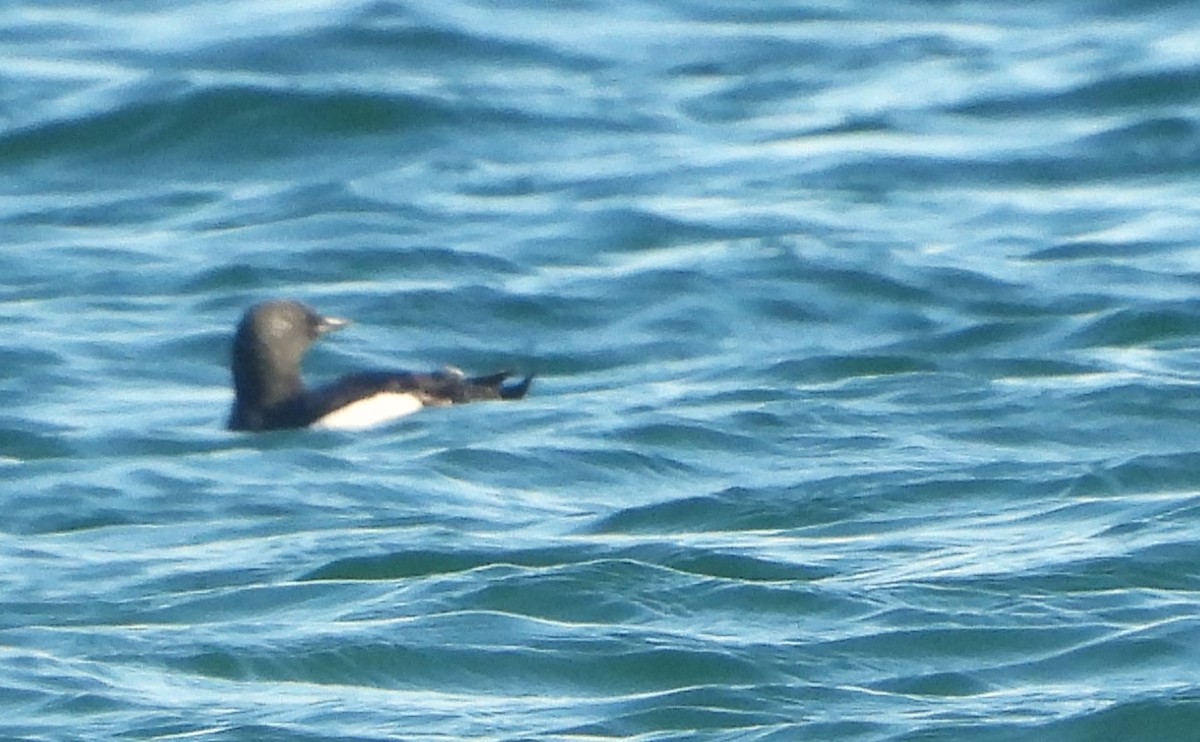 Black Guillemot - ML619950441