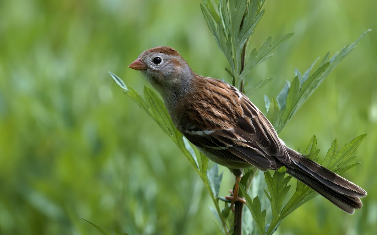 Field Sparrow - ML619950460