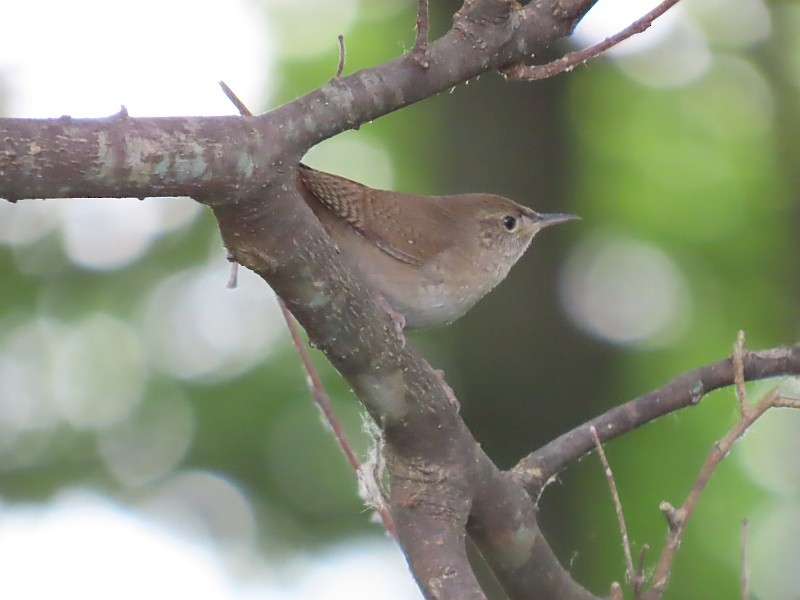 House Wren - ML619950462