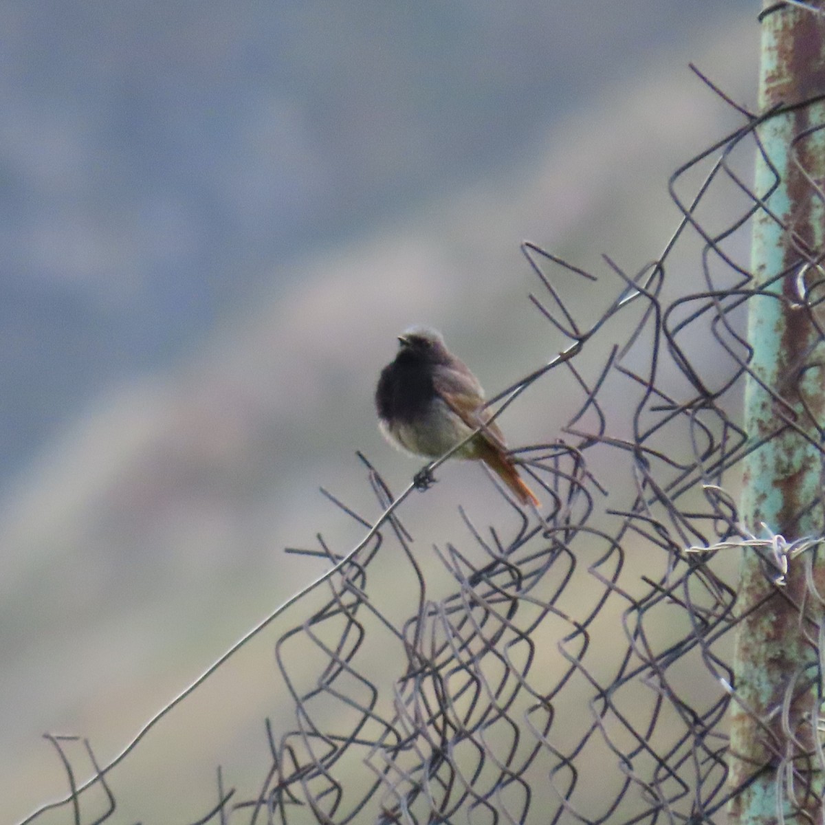 Black Redstart (Eastern) - ML619950464