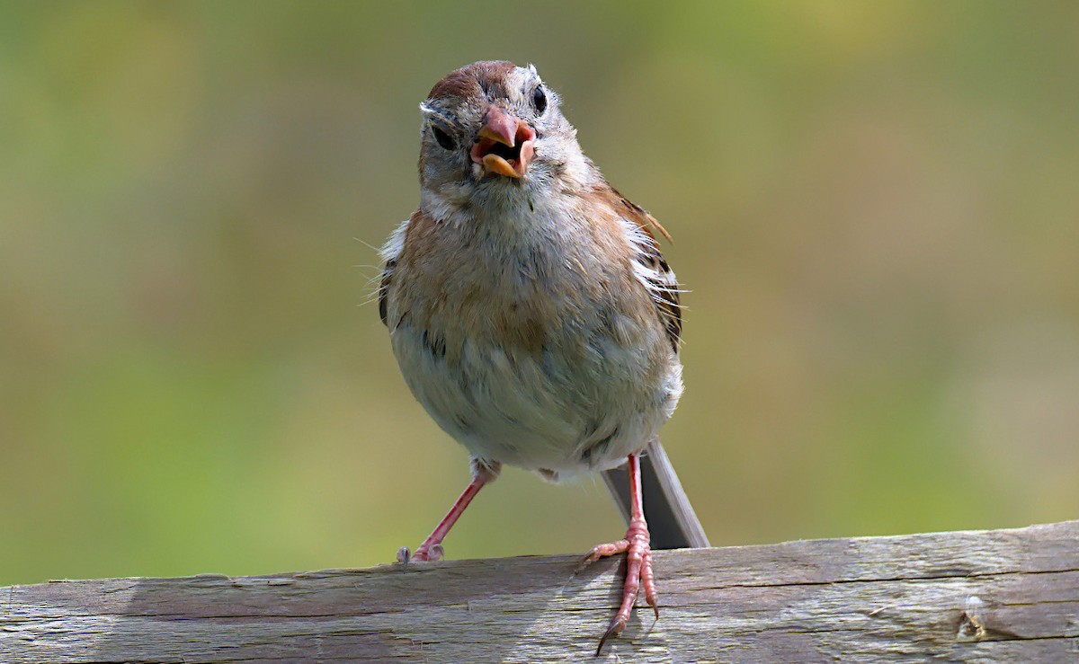 Field Sparrow - ML619950480