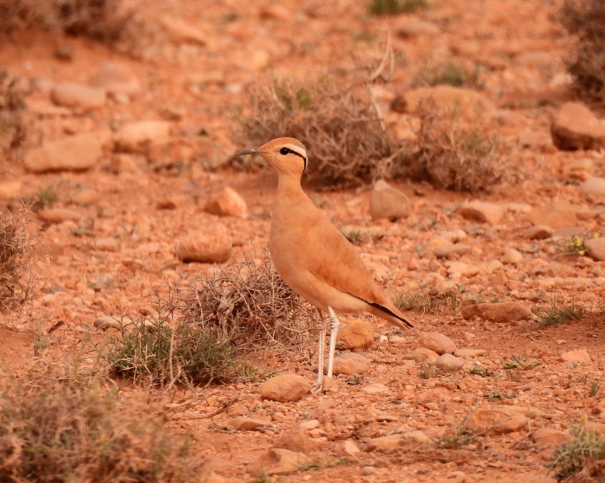 Cream-colored Courser - ML619950487