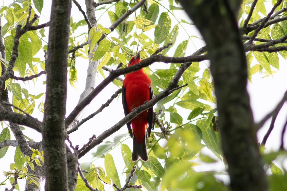 Scarlet Tanager - ML619950495