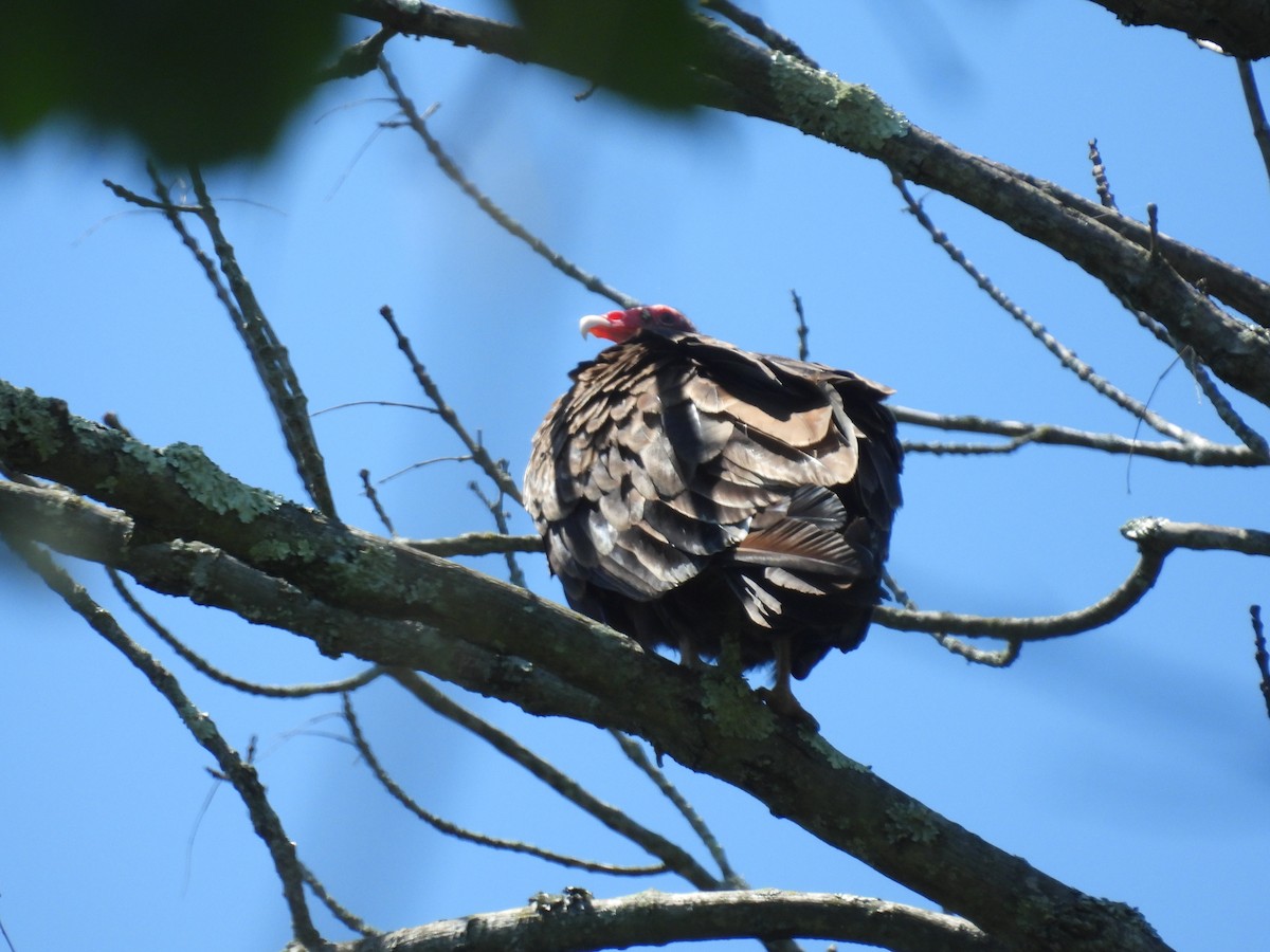 Turkey Vulture - ML619950500