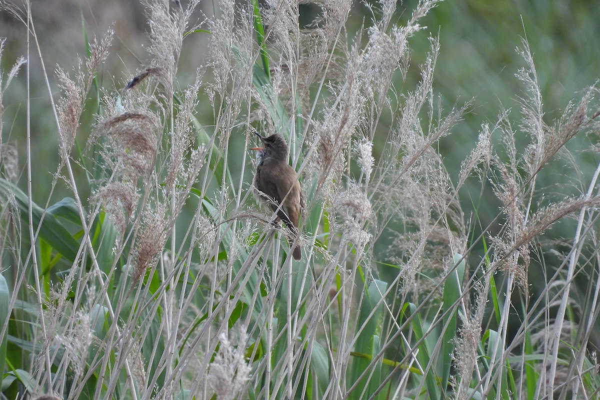 Great Reed Warbler - ML619950503