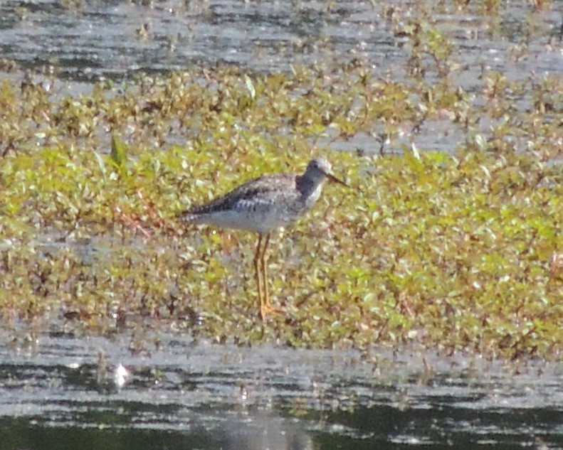 Greater Yellowlegs - ML619950504