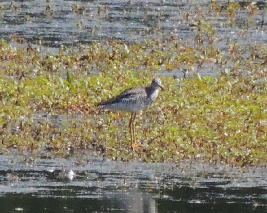 Greater Yellowlegs - ML619950505