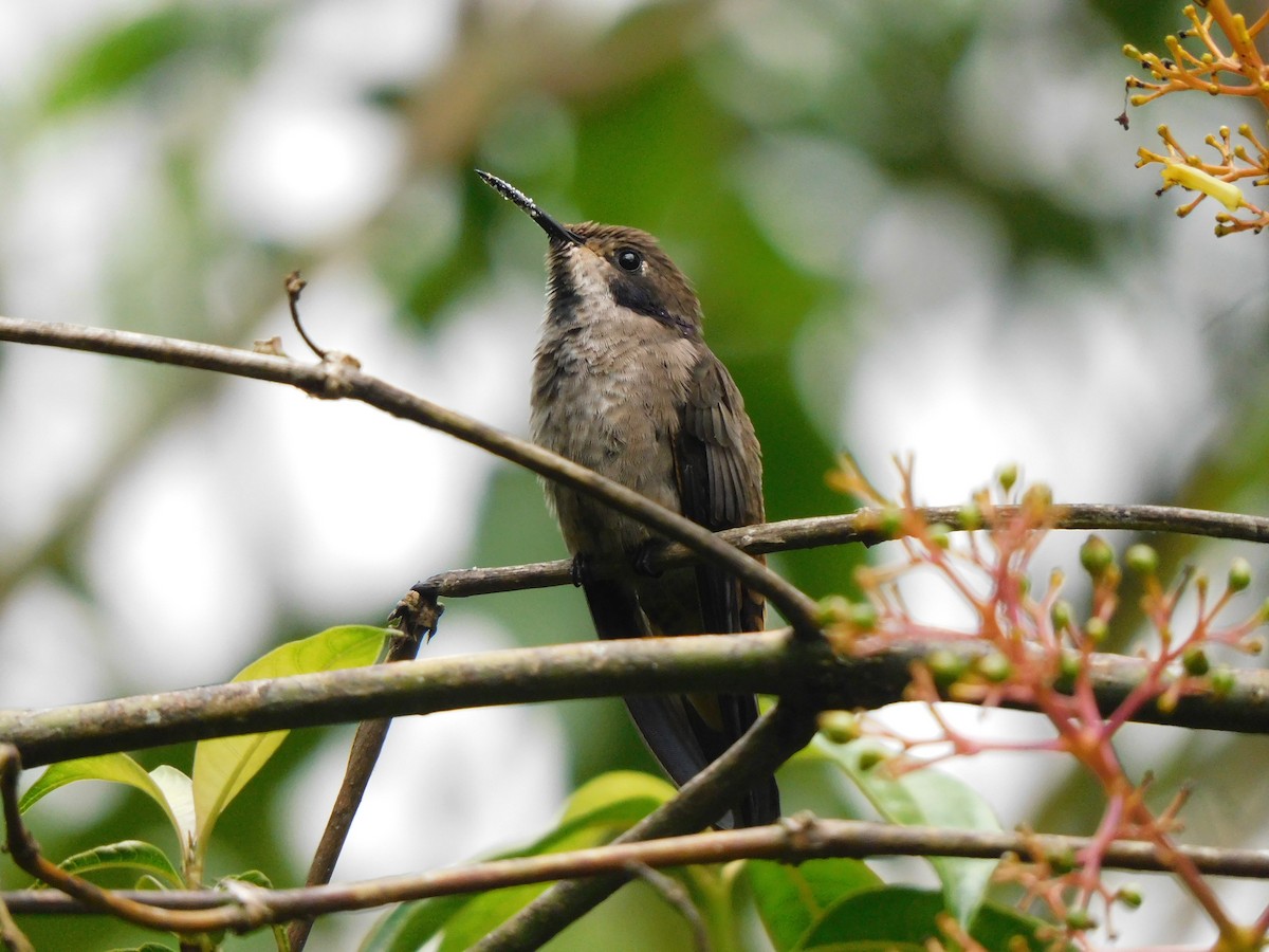 チャイロハチドリ - ML619950508