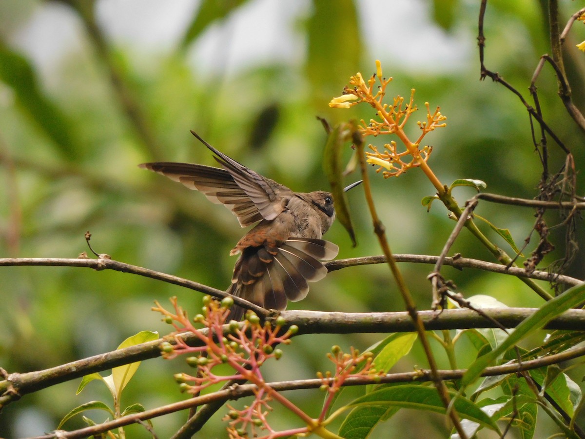 Brown Violetear - ML619950510