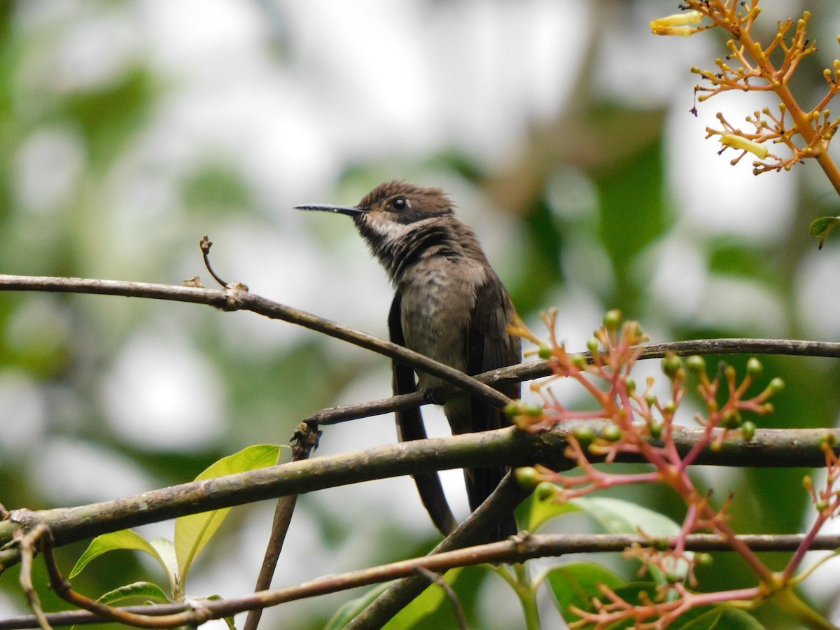 チャイロハチドリ - ML619950511